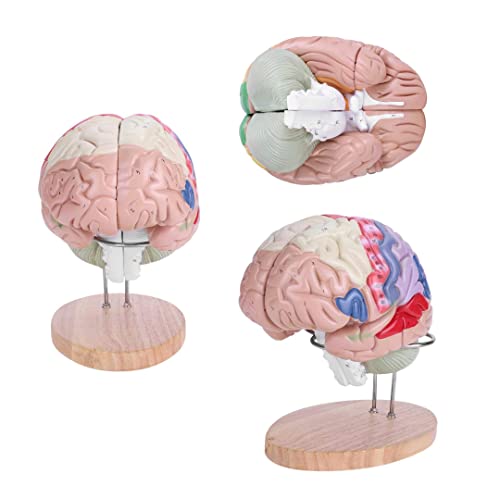 Anatomisches Modell des menschlichen Gehirns Modell des menschlichen Gehirns für den Unterricht in den Neurowissenschaft von Generic