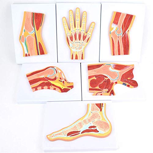 Anatomisches Modell des menschlichen Gelenks, Muskelmodell, Gelenkprofil, Gelenkstruktur, Gelenk-Muskel-Skelett-Anatomi von Generic