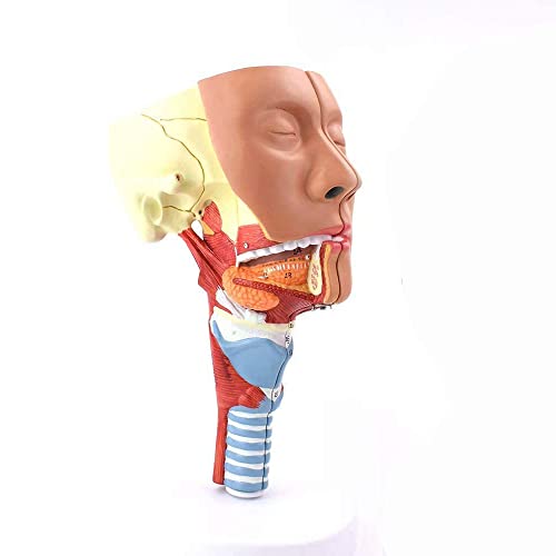 Anatomisches Modell des menschlichen Kehlkopfes, anatomisches Modell des Kehlkopfmuskels, medizinische Organe, Rachenana von Generic