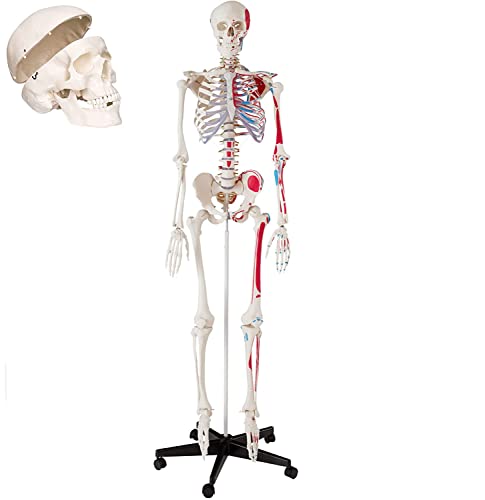 Anatomisches Modell des menschlichen Skeletts, lebensgroß, 180 cm, medizinisches anatomisches Modell, Skelett, menschlic von Generic