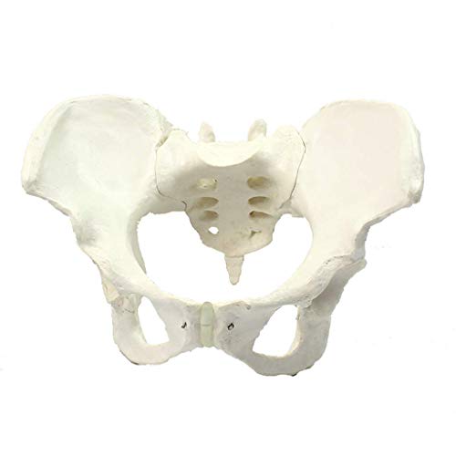 Anatomisches Modell des weiblichen Beckens für Erwachsene – menschliches Knochenmodell, weibliches Beckenmodell – mediz Anatomisches Modell des weiblichen Beckens für Erwachsene – menschliches Knochenmodell, weibliches Beckenmodell – mediz von Generic