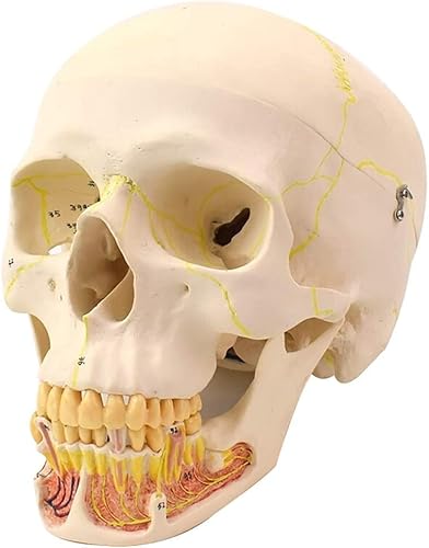 Anatomisches Schädelmodell, 1:1-Nachbildung eines menschlichen Schädelmodells, Mandibel-Anatomie, professionelle Simulat von Generic