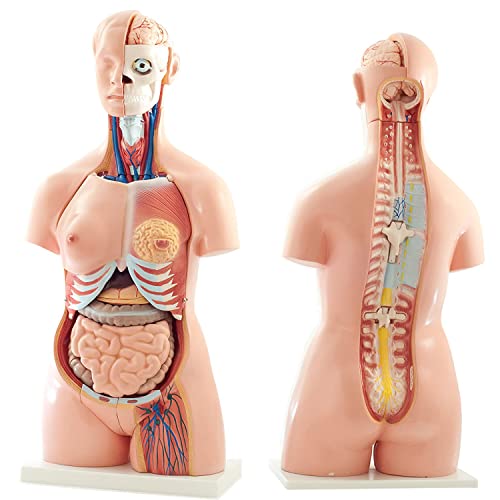Anatomisches Torso-Modell, Menschliches Körpermodell, 40 Abnehmbares 85-cm-Menschliches Torso-Anatomie-Modell Mit Herz-K von Generic
