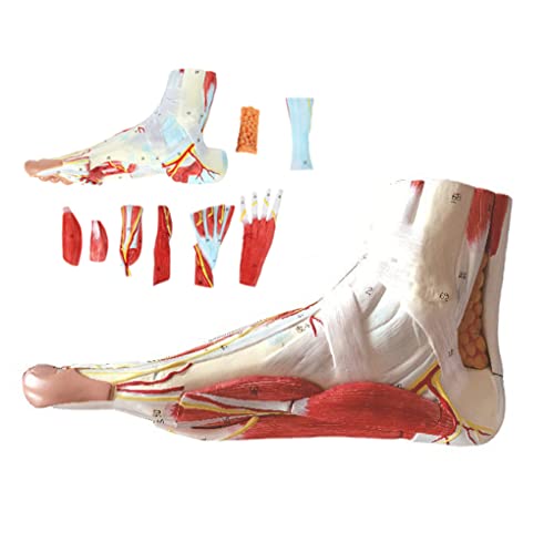 Anatomisches menschliches Fußgelenk mit Bändern. Menschlicher Fuß. Anatomisches Modell. Fußgelenkmuskel. Neurovaskuläres Anatomisches menschliches Fußgelenk mit Bändern. Menschlicher Fuß. Anatomisches Modell. Fußgelenkmuskel. Neurovaskuläres von Generic