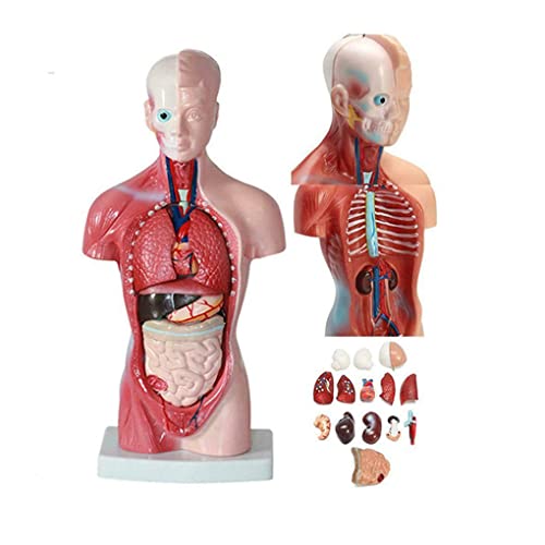 Anatomisches menschliches Torso-Körpermodell, Anatomie, 15 abnehmbare Teile – Herz, viszerales Gehirn, Skelett, innere O von Generic