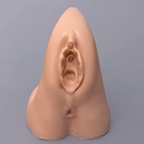 Anatomisches weibliches Fortpflanzungskörpermodell, Demonstrationsmodell, Anatomie für die medizinische Praxis, Tranitin von Generic