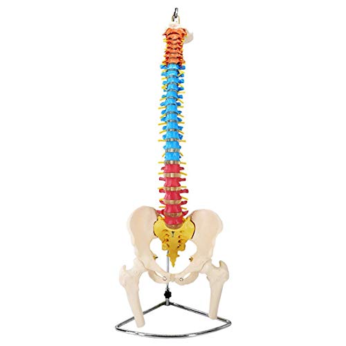 Beckenmodell Medizin Bildungsmodell Menschliche Wirbelsäule Modell 1:1 Farbe Orthopädische Wirbelsäule Halswirbelsäule/ von Generic
