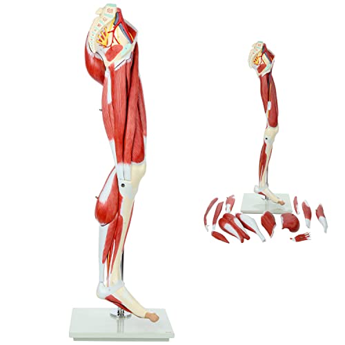 Beinmodell, anatomisches Modell der Beinmuskulatur, 87 cm, Muskelanatomiemodell, verfügt über 12 abnehmbare Beinmuskeln, von Generic