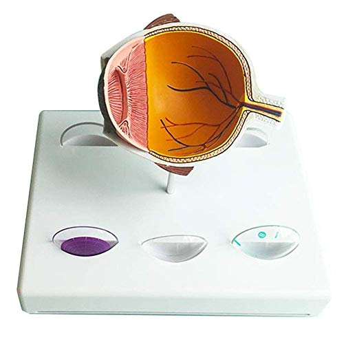 Bildungsmodell, menschliches Organ, anatomisches Modell, Augenmodell, Glaukom-Augenmodell, medizinisches anatomisches Gl von Generic