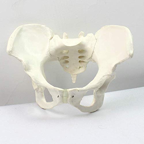 Bildungsmodell, weibliches Beckenmodell, erwachsenes weibliches Becken, anatomisches Modell, menschliches Knochenmodell von Generic