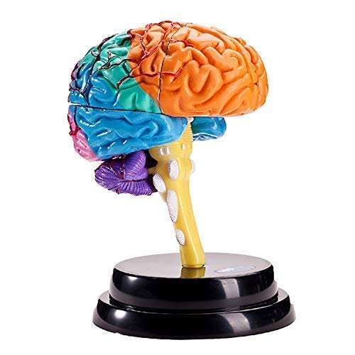 Bildungsmodell Anatomiemodell des menschlichen Gehirns Anatomisches Modell menschlicher Organe Abnehmbare Teile Anatomis Bildungsmodell Anatomiemodell des menschlichen Gehirns Anatomisches Modell menschlicher Organe Abnehmbare Teile Anatomis von Generic
