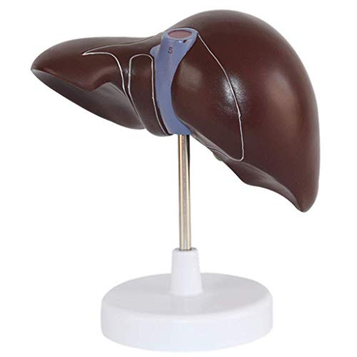Bildungsmodell Anatomisches Modell der menschlichen Leber 1,5-Fach vergrößertes Lebermodell Hepatobiliäres Modell Pankr von Generic