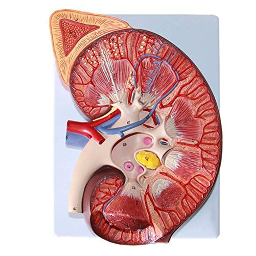 Bildungsmodell Anatomisches Modell der menschlichen Niere Nebennierenmodell Anatomisches Modell des menschlichen Organs von Generic