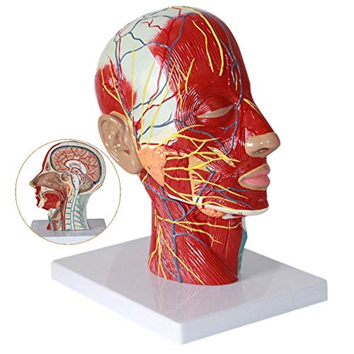 Bildungsmodell Anatomisches Modell des menschlichen Kopfes mit Gefäßen Gefäßnervenmodell Medizinisches anatomisches GEH Bildungsmodell Anatomisches Modell des menschlichen Kopfes mit Gefäßen Gefäßnervenmodell Medizinisches anatomisches GEH von Generic