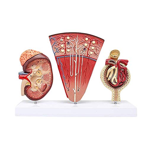 Bildungsmodell Anatomisches Nierenmodell Menschliches Organanatomiemodell Nierenmodell mit Nephron Glomerulärem Harnsyst von Generic