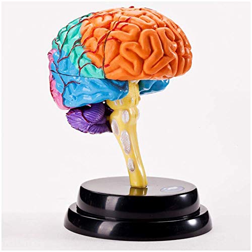 Bildungsmodell Gehirn Anatomisches Modell Menschliches Organ Anatomisches Modell Gehirnmodell Menschliches Gehirn Anatom von Generic