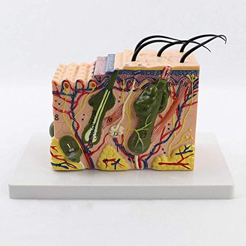 Bildungsmodell Haut Anatomisches Modell Menschliche Hautgewebestruktur Vergrößertes Anatomisches Modell Stereo-Hautmodel von Generic
