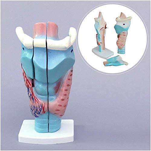 Bildungsmodell Kehlkopf Anatomisches Modell Menschliches Organ Anatomisches Modell Halsmodell Vergrößertes menschliches Bildungsmodell Kehlkopf Anatomisches Modell Menschliches Organ Anatomisches Modell Halsmodell Vergrößertes menschliches von Generic