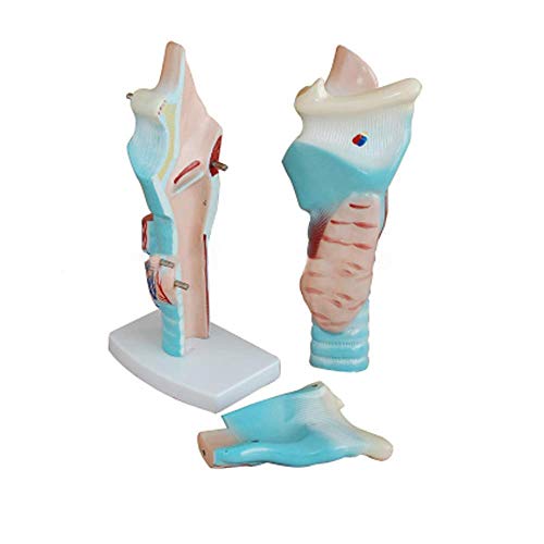 Bildungsmodell Menschliche Anatomie, Kehle, Luftröhre, Anatomie, medizinisches Modell für Biologie, Physiologie, Klasse Bildungsmodell Menschliche Anatomie, Kehle, Luftröhre, Anatomie, medizinisches Modell für Biologie, Physiologie, Klasse von Generic