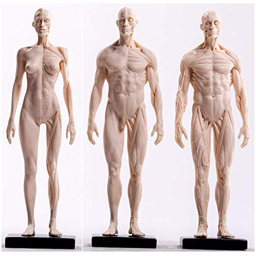 Bildungsmodell Menschliche Anatomie Figur Weibliches und männliches Muskel-Skelett-Anatomiemodell Menschliches anatomis von Generic