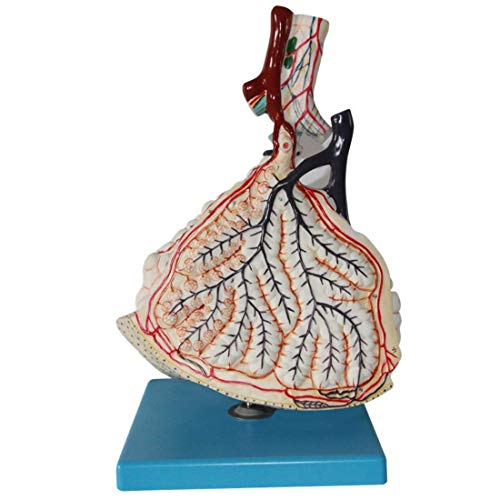 Bildungsmodell Menschliche Anatomie Modell Anatomisches Modell Lungenlappenvergrößerungsmodell Alveoläre Lungenanatomie von Generic