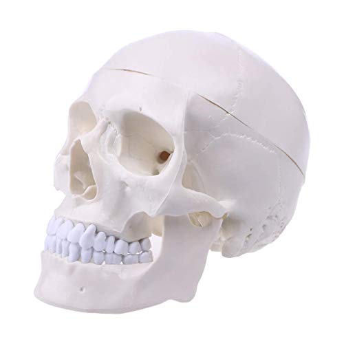 Bildungsmodell Menschliche Anatomische Anatomie Kopf Skelett Schädel Lehrmodell Schulbedarf Lernwerkzeug, Medizinische M von Generic