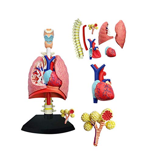 Bildungsmodell Menschlicher Körper Lungenmodell Anatomisches Modell des menschlichen Herzens und der menschlichen Lunge Bildungsmodell Menschlicher Körper Lungenmodell Anatomisches Modell des menschlichen Herzens und der menschlichen Lunge von Generic