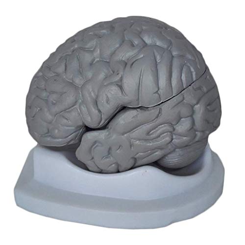 Bildungsmodell Menschliches Gehirn Anatomisches Modell Lebensgroßes menschliches Gehirnmodell Zerlegte medizinische Mens von Generic