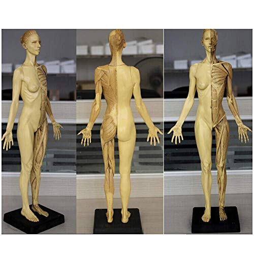 Bildungsmodell Weibliche Anatomie Figurenmodell Menschliches Skelett Anatomisches Malereimodell 60 cm Menschlicher Körp von Generic