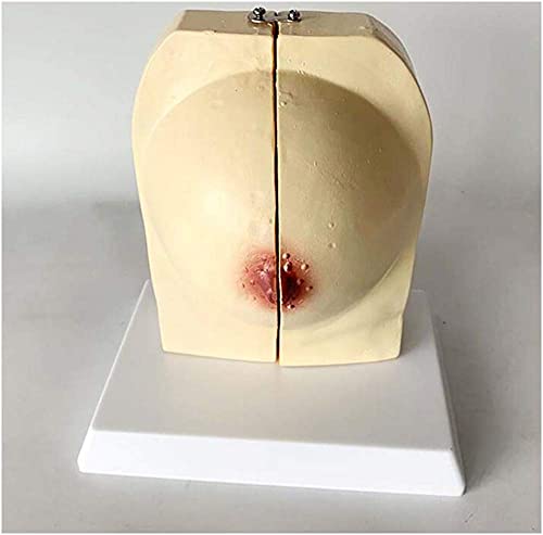 Brustmodell – Anatomisches Modell eines menschlichen Organs. Nicht schwangeres Brustmodell – Medizinisches anatomisches von Generic