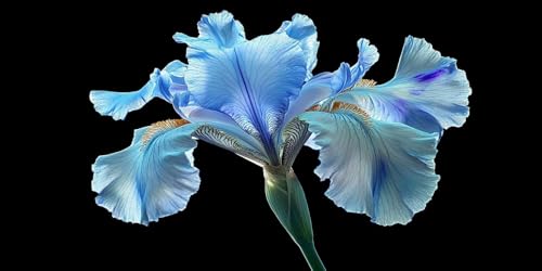 Diamond Painting Blume, 5D Diamond Painting Zubehör, Blau DIY Full Drill Rund Bohrer Kristall Wasserbohrer Kreuz Stickerei Basteln Kits Für Erwachsene kinder, Als Geschenk und Wanddeko 70x35cm T-z359 Diamond Painting Blume, 5D Diamond Painting Zubehör, Blau DIY Full Drill Rund Bohrer Kristall Wasserbohrer Kreuz Stickerei Basteln Kits Für Erwachsene kinder, Als Geschenk und Wanddeko 70x35cm T-z359 von Generic