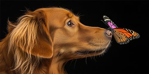 Diamond Painting Hund, Diamond Painting Erwachsene Kinder Schmetterling, DIY Diamantmalerei Handwerk, Mosaikherstellung Crystal Strass Malerei Kit, Als Geschenk, Wanddekoration für Hause 25x50cm C-73 Diamond Painting Hund, Diamond Painting Erwachsene Kinder Schmetterling, DIY Diamantmalerei Handwerk, Mosaikherstellung Crystal Strass Malerei Kit, Als Geschenk, Wanddekoration für Hause 25x50cm C-73 von Generic