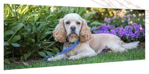 Diamond Painting Tier, Diamond Painting Erwachsene Groß XXL 80x180cm, DIY Diamand Art Mosaikherstellung Zubehör, 5D Diamant Stickerei Kits für Anfänger und Kinder, Wand Dekor Wohnzimmer Hund T110 Diamond Painting Tier, Diamond Painting Erwachsene Groß XXL 80x180cm, DIY Diamand Art Mosaikherstellung Zubehör, 5D Diamant Stickerei Kits für Anfänger und Kinder, Wand Dekor Wohnzimmer Hund T110 von Generic