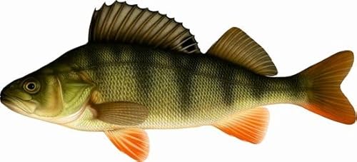Fisch Aufkleber Fisch Aufkleber Barsch 51cm Fisch Boot Aufkleber Autoaufkleber Barsch Aufkleber Auto Boot Wand Anhänger von Generic