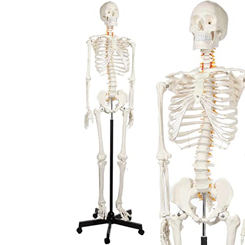 Flexibles lebensgroßes Skelett-anatomisches Modell Anatomie menschliches Skelettmodell 206 Knochen mit Rollständer für A von Generic