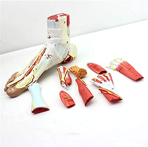 Fußanatomiemodell 14 * 18 * 15 cm Anatomisches Knöchelmuskel-Gefäßbandmodell für die medizinische Ausbildung 9-teiliger von Generic