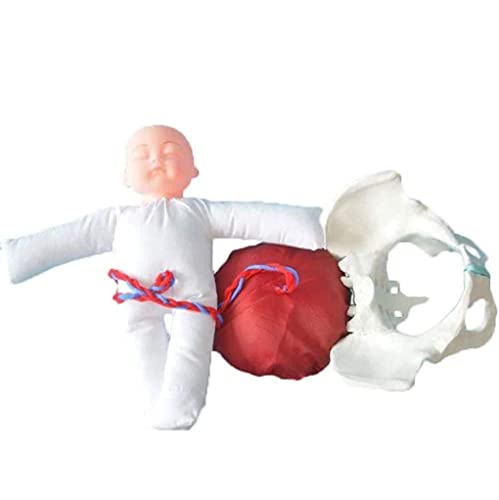 Geburtsmodell des weiblichen Beckens, anatomisches Modell mit weiblichem Becken und Baby, Hebamme, Fötus/Nabelschnur/Pla von Generic