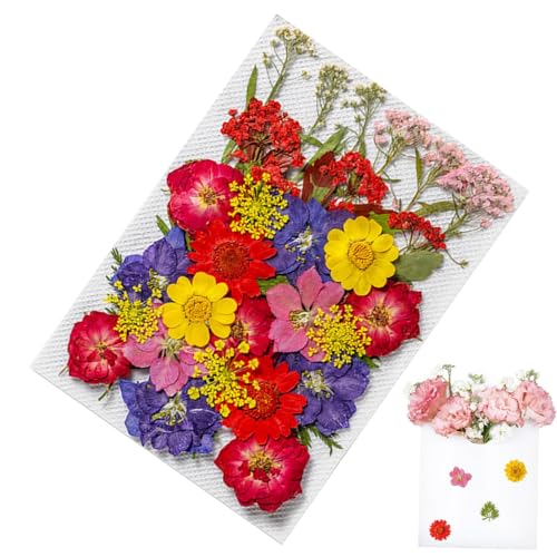 Gepresste Blumenaufkleber – 35 Stück kleine Trockenblumen dekorative Blumen-Vinyl-Aufkleber | Echte und natürliche ästhetische Aufkleber, Scrapbooking-Zubehör für Kunst-Blumen Gepresste Blumenaufkleber – 35 Stück kleine Trockenblumen dekorative Blumen-Vinyl-Aufkleber | Echte und natürliche ästhetische Aufkleber, Scrapbooking-Zubehör für Kunst-Blumen von Generic