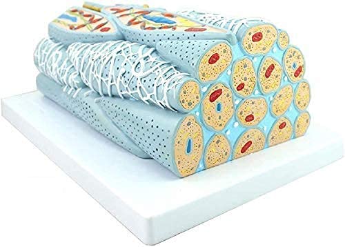 Glatte Muskelfasermodell – Medizinisches anatomisches glattes Muskelgewebemodell – Menschliches anatomisches glattes Mus von Generic