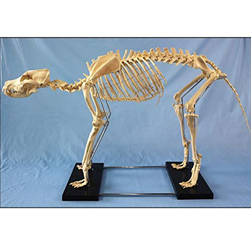 Hund Tieranatomie Extra Gross Hundeskelett Exemplar Modell Tieranatomie Lehrmodell Hunde 87x38x65cm mit Kunststoffhalter von Generic