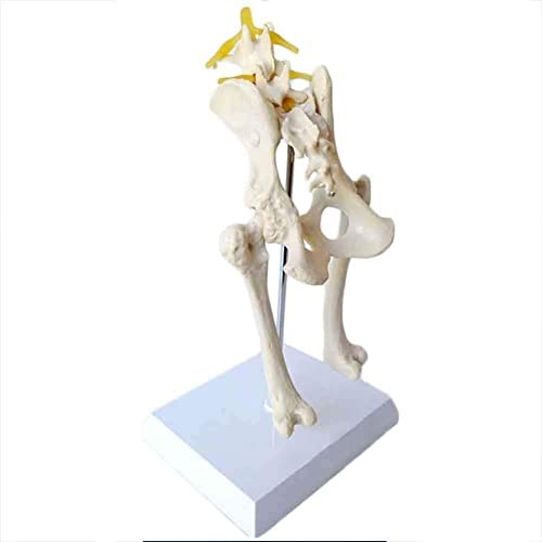 Hunde-Hüftgelenkskelett, medizinisches Modell, Veterinärlehre, Demonstration, Hundehüftmodell, Hundeskelett, Tier, Haust von Generic