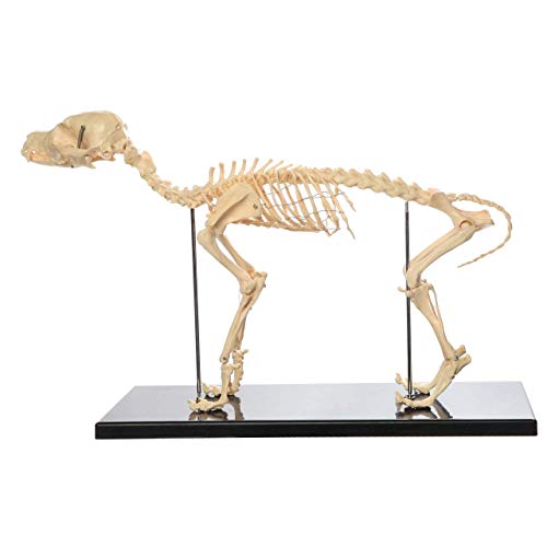 Hundeskelett-Knochenmodell, anatomisches Modell, Hunde, Tieranatomie, Lehrmodell, Hundeskelett, anatomisch, für Humanbio von Generic