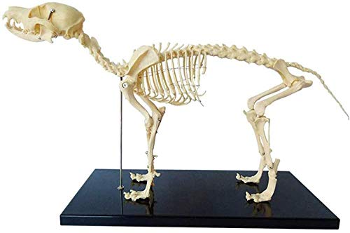 Hundeskelettmodell, Hundeskelettmodell mit Kunststoffständer, Unterricht in Veterinäranatomie und Humanbiologie, Veterin Hundeskelettmodell, Hundeskelettmodell mit Kunststoffständer, Unterricht in Veterinäranatomie und Humanbiologie, Veterin von Generic