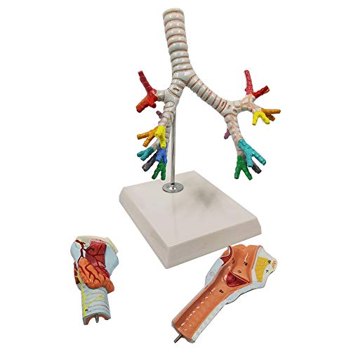Kehlkopfanatomisches Modell Menschlicher Kehlkopf und Tracheobronchialbaummodell Lungenbroncho-Laryngoskop-Demonstration Kehlkopfanatomisches Modell Menschlicher Kehlkopf und Tracheobronchialbaummodell Lungenbroncho-Laryngoskop-Demonstration von Generic