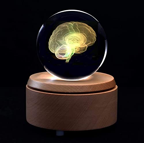 Kristallglaskugel 3D Anatomisches Modell des menschlichen Gehirns Briefbeschwerer geätzt mit bunter LED-Basis Wissenscha Kristallglaskugel 3D Anatomisches Modell des menschlichen Gehirns Briefbeschwerer geätzt mit bunter LED-Basis Wissenscha von Generic