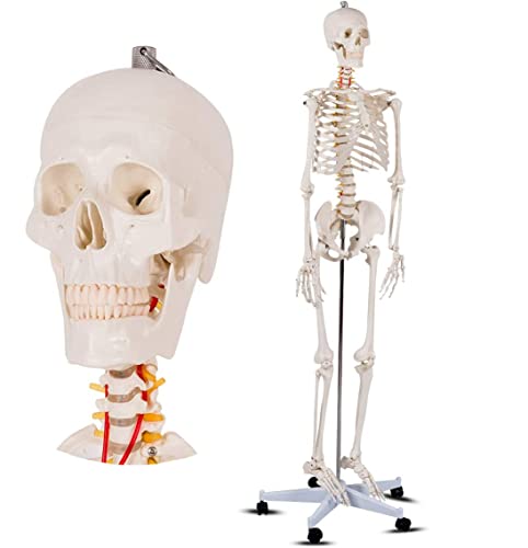 Lebensgroßes Skelettmodell, menschliches Skelettmodell für Anatomie, 170 cm, medizinisch, mit Nervensystem, beweglichen von Generic
