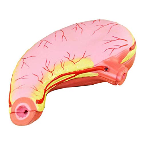 Lebensgroßes anatomisches Magenmodell, Anatomiemodell menschlicher Organe, Magenmodell, medizinisches anatomisches Magen von Generic