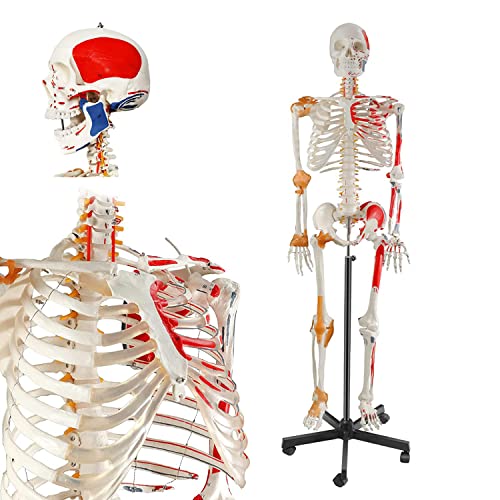 Lebensgroßes medizinisches menschliches Skelettmodell mit Ligament 180 cm mit Nervensystem mit Rollständer. Menschliches von Generic