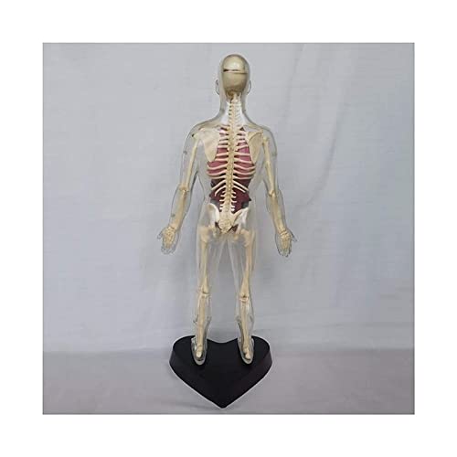 Lehrmodell, Anatomiemodell der inneren Organe, transparentes Anatomiemodell der inneren Organe des Menschen, menschlich von Generic