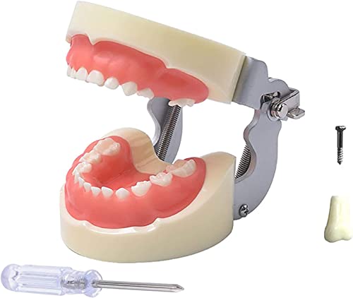 Lehrmodell, Milchzahnmodell – Zahnmodell – Typodont-Zahnmodell – mit 24 abnehmbaren Zähnen und weichem Zahnfleisch, für Unterricht, Studium von Generic